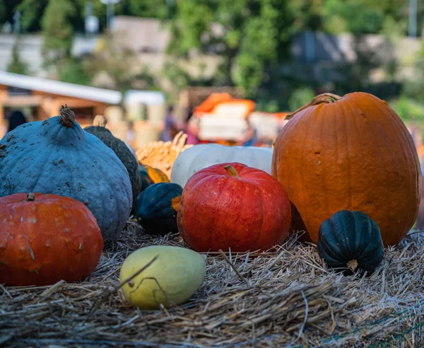 Las Calabazas Coloridas Cosechadas Hierba Para Halloween —  Fotos de Stock
