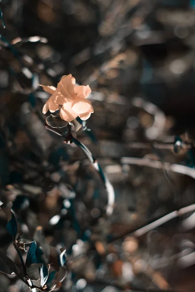 Egy Függőleges Kép Egy Virágról — Stock Fotó