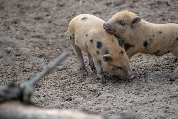 Los Dos Pequeños Cerdos Manchados Jugando Una Granja — Foto de Stock