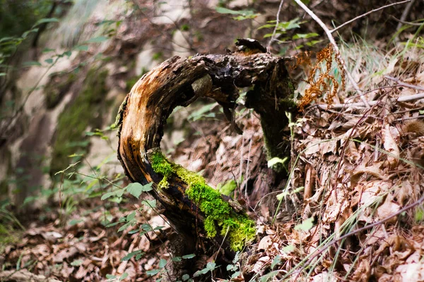 Nahaufnahme Einer Abgenutzten Baumwurzel — Stockfoto