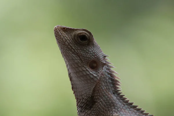 Closeup Selective Focus Shot Lizard — Stock Photo, Image
