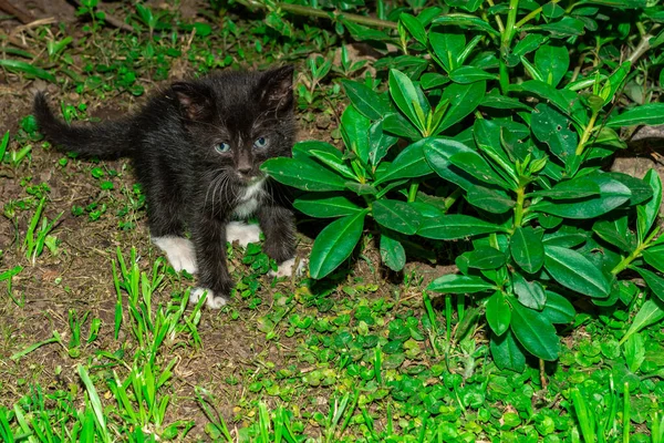 庭に座っている黒いかわいい子猫の目のレベルのショット — ストック写真