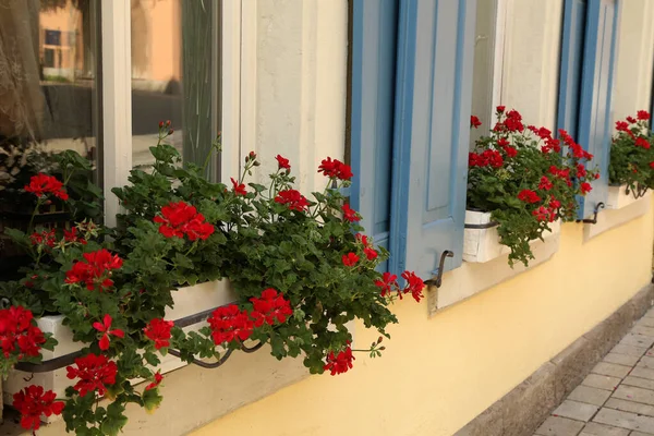 Selektivní Zaostření Záběru Krásné Červené Muškáty Kvetoucí Zavřených Oknech — Stock fotografie
