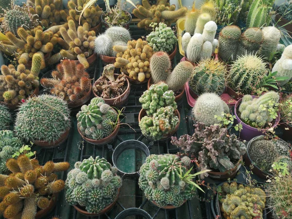 Une Vue Dessus Différents Types Petits Succulents Dans Des Pots — Photo