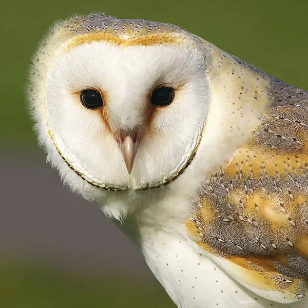 Closeup Barn Owl — Stock Photo, Image