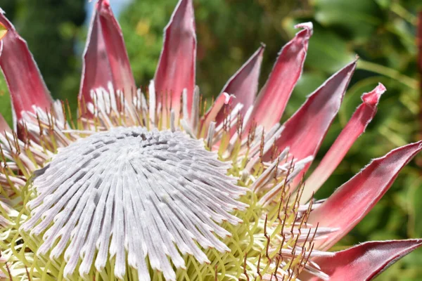 Primer Plano Una Flor Protea Rey —  Fotos de Stock