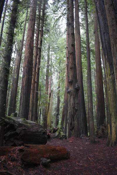 Tiro Vertical Uma Floresta Densa Com Árvores Altas — Fotografia de Stock