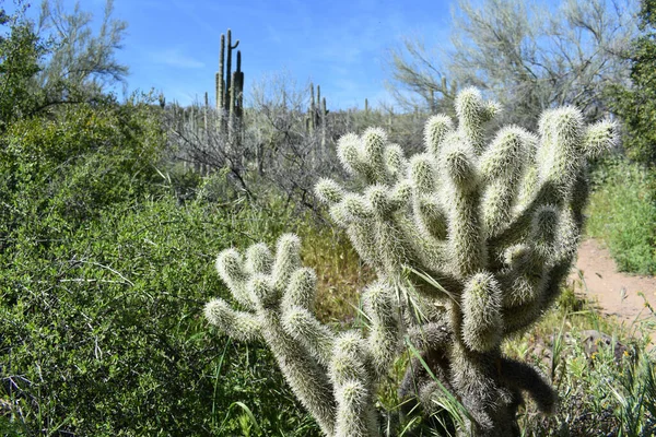 Una Sabana Con Cactus Gigantes Durante Día —  Fotos de Stock