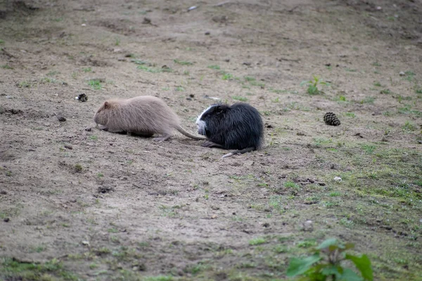 Ujęcie Bliska Capybarasa — Zdjęcie stockowe