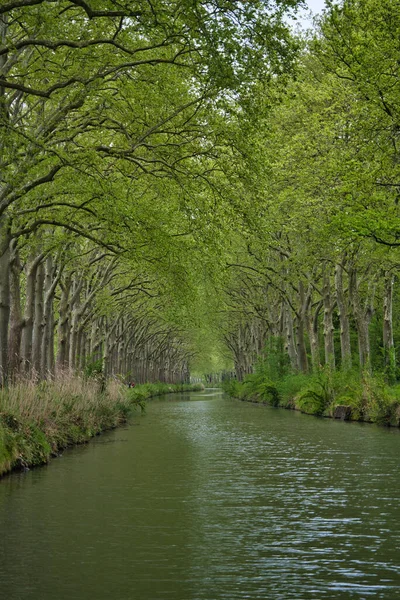 Eine Vertikale Aufnahme Des Flusses Der Durch Grüne Wälder Fließt lizenzfreie Stockbilder