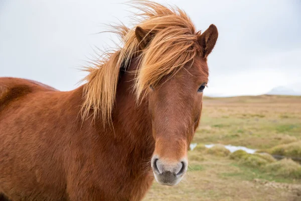 Mise Point Sélective Cheval Islandais Dans Champ — Photo