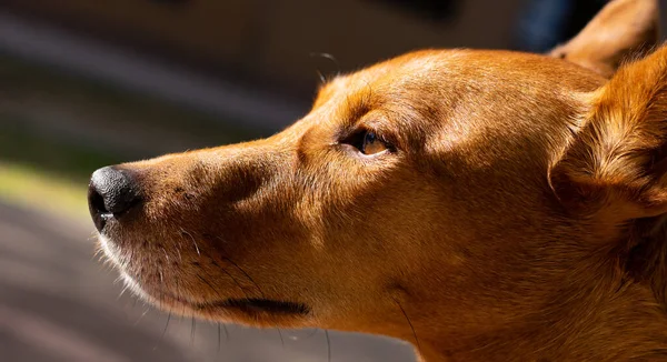 Zbliżenie Ujęcie Uroczego Brązowego Basenji Psa — Zdjęcie stockowe