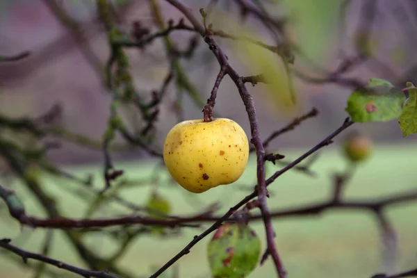 Der Letzte Apfel Hängt Herbst Einem Baum — Stockfoto
