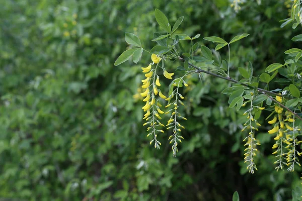 Una Bellissima Acacia Gialla Primaverile — Foto Stock