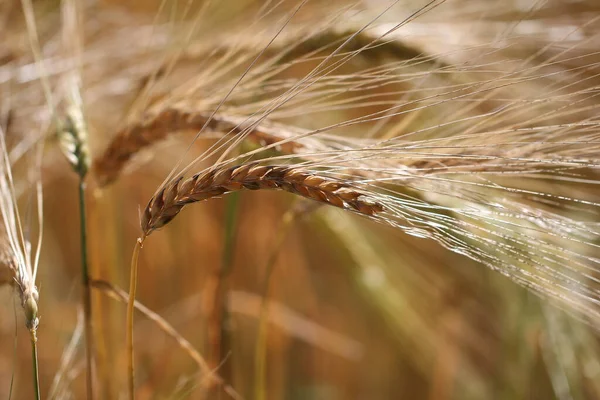 Een Selectieve Focus Shot Van Tarweplanten Boerderij — Stockfoto