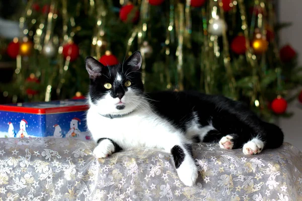 Eine Süße Hauskatze Weihnachtsbaum — Stockfoto