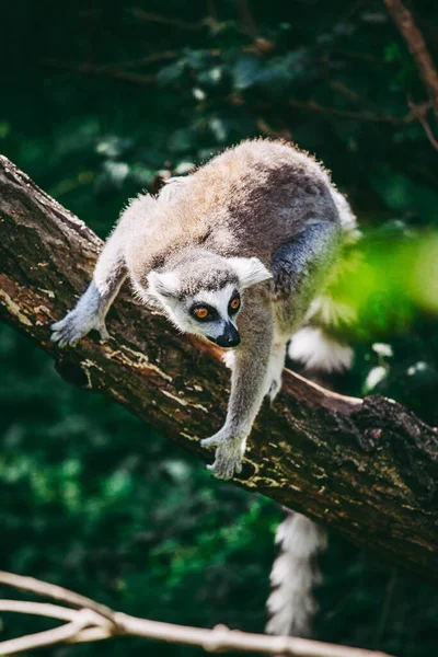 Närbild Lemur Ett Träd — Stockfoto