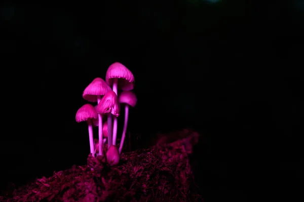 Gros Plan Champignons Roses Avec Fond Sombre — Photo