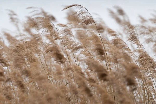 Blühendes Schilfgras Wissenschaftlicher Name Phragmites Australis Absichtlich Verschwommen Leicht Wind — Stockfoto