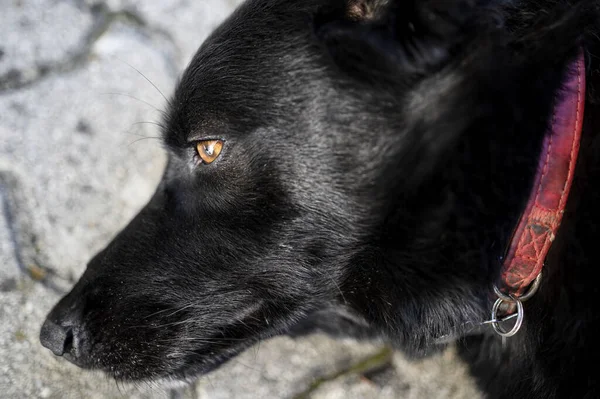 Közelkép Egy Imádnivaló Fekete Labrador Retrieverről Aki Szabadban Fekszik Napfényben — Stock Fotó