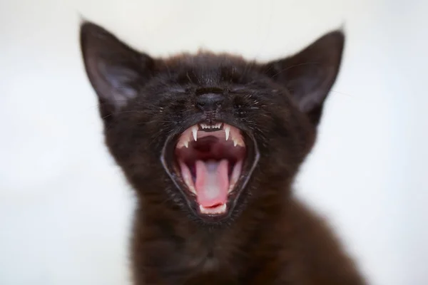 Beyaz Arka Plan Önünde Esneyen Sevimli Siyah Bir Kedi Yavrusunun — Stok fotoğraf