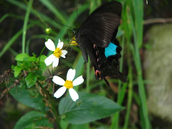 Paris Tavus Kuşunun Yakın Çekimi Çiçeğe Tünemiş Bir Kırlangıç Kelebeği — Stok fotoğraf