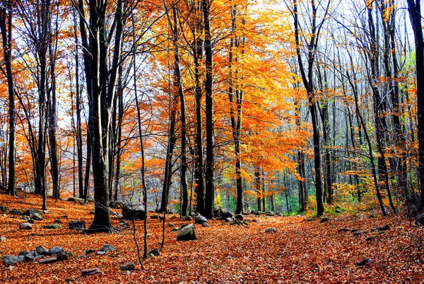Uma Vista Das Árvores Outono Floresta — Fotografia de Stock