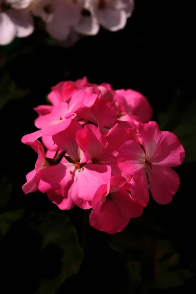 Ένα Κάθετο Κοντινό Πλάνο Ανθισμένα Ροζ Λουλούδια Από Γεράνι — Φωτογραφία Αρχείου