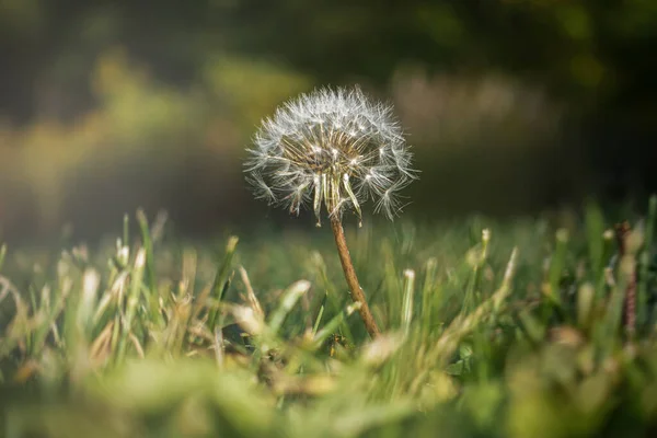 Närbild Bild Bild Fluffig Maskros Suddig Bakgrund — Stockfoto