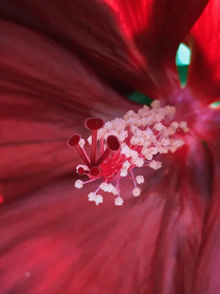 Közelkép Egy Gyönyörű Vörös Hibiszkusz Virágról — Stock Fotó