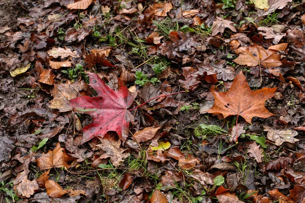 Podzimní Javorové Listy Zemi Lese — Stock fotografie