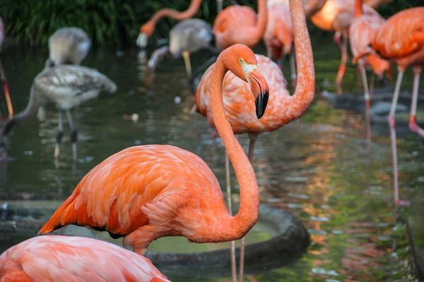 Closeup Shot Flamingos Ueno Zoo Tokyo Japan — Stock Photo, Image