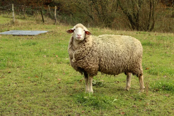 Egy Fehér Bárány Legel Egy Bekerített Legelőn — Stock Fotó