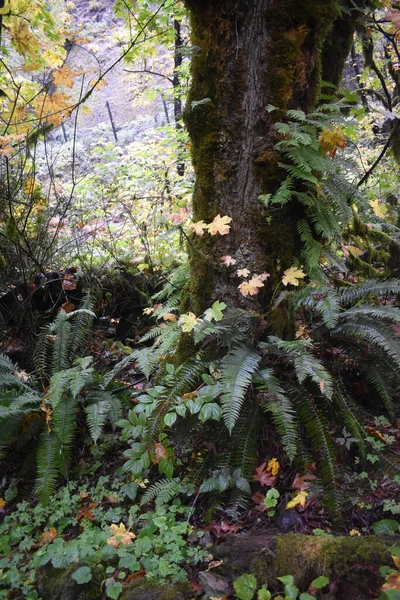 Eine Nahaufnahme Von Wildpflanzen Wald — Stockfoto