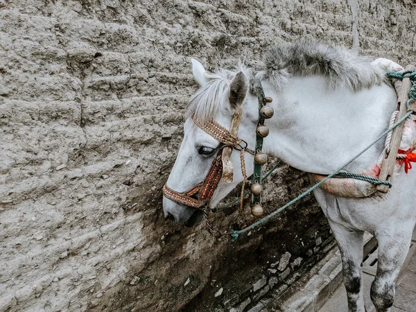 Güzel Beyaz Bir Atın Yakın Çekimi — Stok fotoğraf