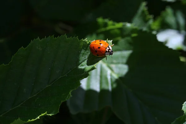 Une Coccinelle Sur Une Feuille Verte Par Une Journée Ensoleillée — Photo