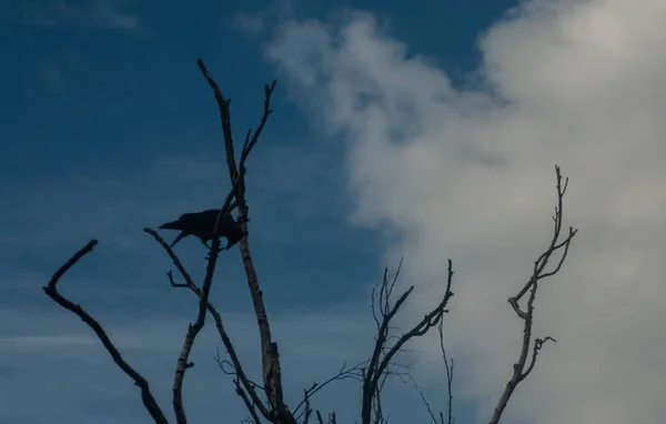 Eine Flache Aufnahme Kahler Äste Unter Blauem Himmel Und Weißen — Stockfoto
