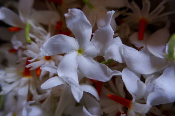 Een Close Shot Van Schattige Bloemen Onder Het Zonlicht — Stockfoto