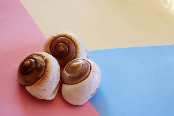 Closeup Shot Snail Shells — Stock Photo, Image