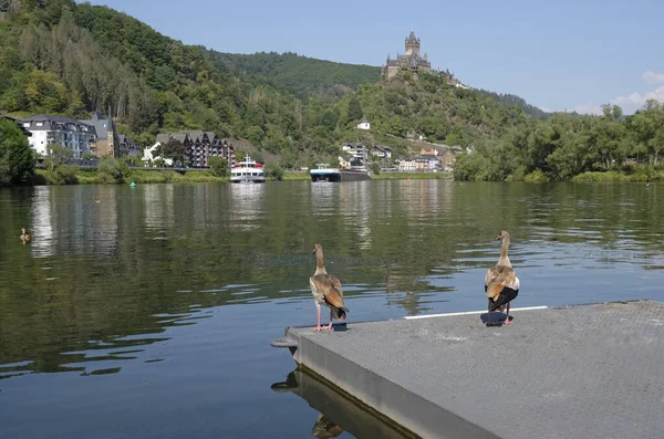 Primer Plano Disparó Dos Pájaros Salvajes Muelle Con Castillo Cochem —  Fotos de Stock