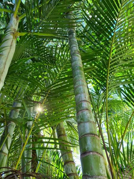 Een Verticaal Laag Hoek Shot Van Bamboo Bomen Met Takken — Stockfoto