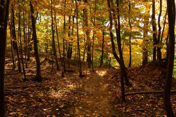 Pohled Pěšinu Spolu Podzimními Stromy Lese — Stock fotografie