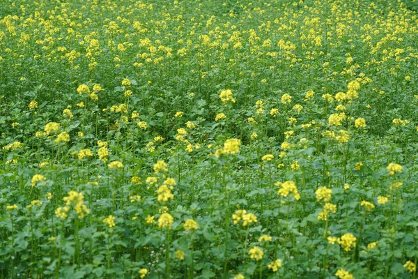 Hög Vinkel Skott Senap Gula Blommor Ett Fält — Stockfoto