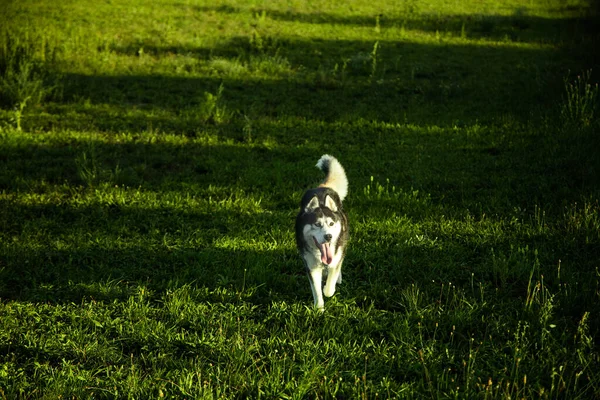 Gros Plan Husky Sibérien Courant Extérieur — Photo