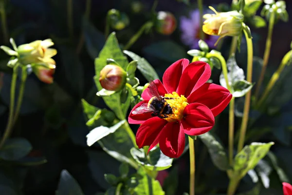 Een Closeup Shot Van Een Hommel Zamelend Nectar Van Dahlia — Stockfoto