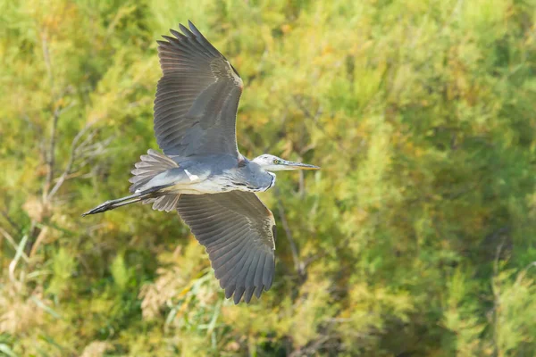 Primer Plano Una Garza Gris Voladora — Foto de Stock