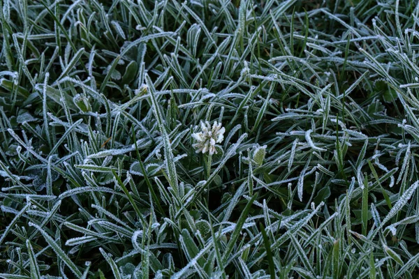 清晨被霜冻覆盖的绿色植物 — 图库照片