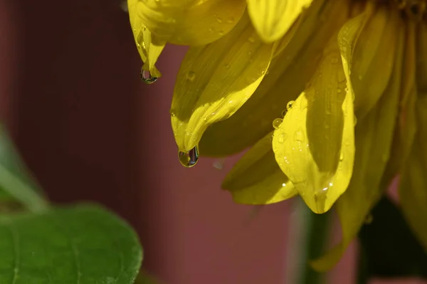 Närbild Makro Skott Gula Blomblad — Stockfoto