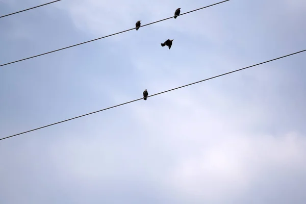 Tiro Baixo Ângulo Pássaros Sentados Nos Fios Elétricos — Fotografia de Stock