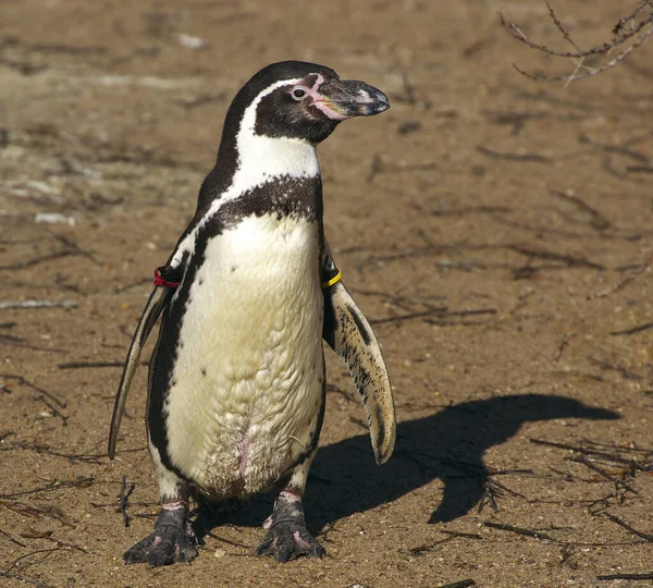 Een Closeup Shot Van Een Schattige Afrikaanse Pinguïn — Stockfoto